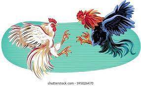 Pelea De Gallos Imagenes Fotos De Stock Y Vectores Shutterstock