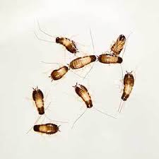 Baby Roaches Are Dangerous What You Need To Do Now Pests Off