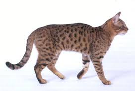 Initially, the term big cat represented the four large wild cats.here is the list of top 10 biggest cats in the world ligers are the world's biggest cats, with the combined strength of a lion and speed of a tiger. Cats In The United States Wikipedia