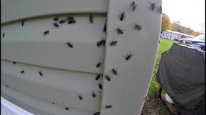 Seal the cracks and holes that are existing on the walls of your house with copper mechs in order to the red and black beetle and boxelder bug. Why Do I Have Boxelder Bugs In My House
