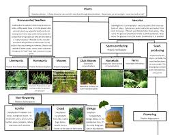 A Leah Bou Original Plant Classification Chart Pg 1 Of 2