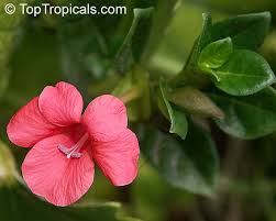 Image result for Barleria galpinii