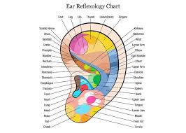 Ear Reflexology Chart Description White Greeting Card