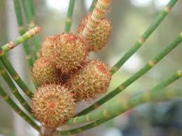 موسوعة النباتات المقاومة للتملح Salt Tolerant Plants Halophytes المملكة النباتية Plant Kingdom