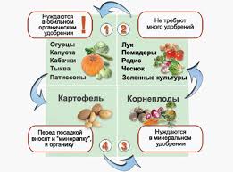 Chto Posadit Ryadom S Ogurcami Vybiraem Soseda