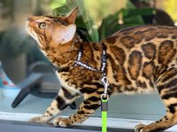 The bengal cat is a wonderful domestic cat. Buitenspelen Bengaalse Kat Bengalen Katten