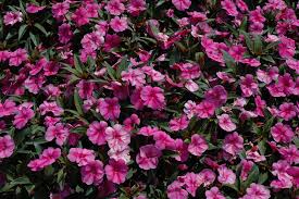 Image result for Impatiens zombensis