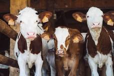 Huron County Fair