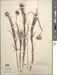 Image result for Berkheya zeyheri