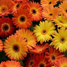 Image result for Gerbera jamesonii