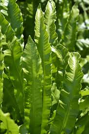 Image result for Asplenium angolense