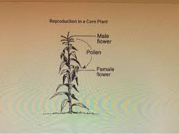 Maize gif1 mutants have a loss of determinacy in axillary meristems. Solved Which Of The Following Processes Is Represented By Chegg Com