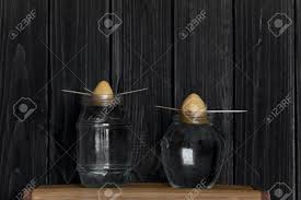 400 x 400 jpeg 42 кб. Two Growing Avocado Seeds In Glass Bottles With Water Composition Stock Photo Picture And Royalty Free Image Image 84468236