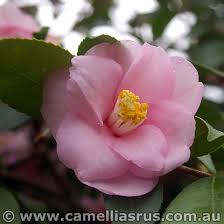 Page Not Found Beautiful Flowers Camellia Flowers