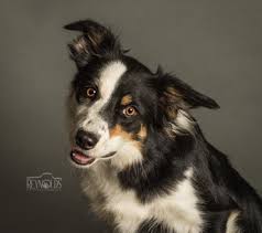 Karen and her border collies have competed in a variety of dog sports including dog agility, herding, flyball, obedience, dock diving. Meet Our Team Stunt Dogs Canine Entertainment In Ohio Team Zoom