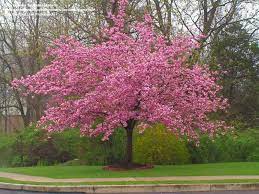 Outstanding flowers kwanzan flowering cherry. Full Size Picture Of Flowering Cherry Sheraton Cherry Kwanzan Cherry Kanzan Cherry Kanzan P Flowering Cherry Tree Weeping Cherry Tree Cherry Blossom Tree