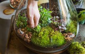 How To Make A Self Sustaining Terrarium Self Sustaining Terrarium Terrarium Succulent Terrarium