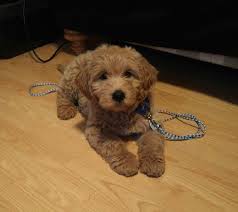 The curved shape is important for trimming around the muzzle. F1 Mini Teddy Bear Goldendoodle Sunnyside Goldens Of Eden Mini Teddy Bears Goldendoodle Teddy Bear Goldendoodle