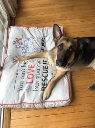 German shepherd puppy rescue nj. Garden State German Shepherd Rescue Home Facebook