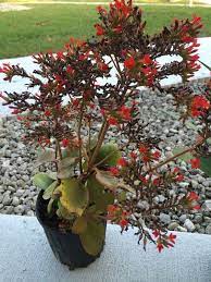 Pin On Mygardenanswers