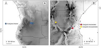 Image result for Acalypha welwitschiana