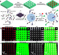 Free online horror indie game based in the scp universe. Spatiotemporal Patterning Of Photoresponsive Dna Based Hydrogels To Tune Local Cell Responses Nature Communications