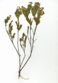 Image result for Gnidia sericocephala