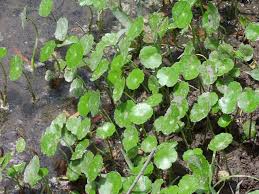 Image result for Hypertelis umbellata