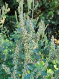 Image result for Mesosphaerum pectinatum