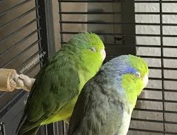 Die Volierenbeleuchtung Ist Vor Allem Bei Reiner Wohnungshaltung Wichtig Da Vogel Das Uv B Licht Der Lampe Fur Die Vitamin D Bildung Be Lampe Lampe Uv Oiseaux