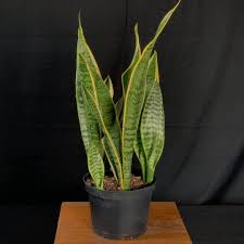 Image result for Habenaria laurentii