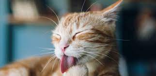 If you've ever owned a cat, you know that they occasionally throw up hairballs or food. Cat Throwing Up Normal Or Cause For Alarm Iams