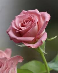 Techrose1 On Twitter In 2020 Beautiful Rose Flowers Amazing Flowers Love Flowers
