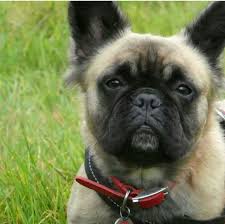 Long Haired French Bulldog French Dogs French Bulldog Puppies Long Haired French Bulldog