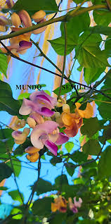 Image result for Vigna comosa