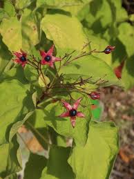 Image result for Clerodendrum abilioi