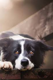 Bilder Von Border Collie Hunde Susse Hubsche Bank Mobel 640x960 Weitere ideen zu schöne hintergründe, hintergrund, hintergrundbilder.
