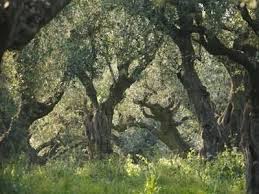 Greece Olive Grove Olive Trees Old Photographic Print Thonig Art Com Olive Trees Landscape Olive Tree Tree Photography