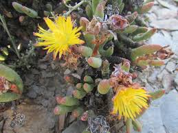 Image result for Hereroa