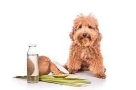 New neighbors bought the house next door (city, not rural)last year. 6 Tips To Keep Dogs From Pooping On Your Lawn