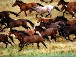Mustang Horse Horses Wild Horses