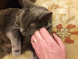 Do Cats Like To Be Petted Hill S Pet