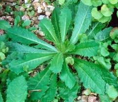 Image result for Lactuca ugandensis