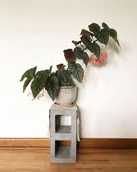 this angel wing begonia at arianatanabe s house is serious goals the cultivar on this beauty is corallina de lucerna can we ha begonia plants plant vase