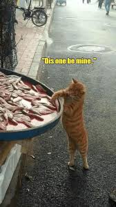 Pin By White Winter Wolf Soldier On Cattitude Cats Funny Animals Funny Animal Pictures