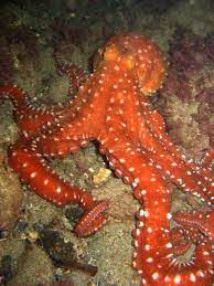 Atlantic White Spotted Octopus Octopus Octopus Species Red Octopus
