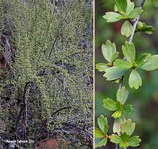 Image result for Myrothamnaceae