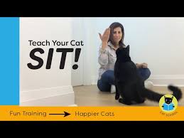Iamcasper 25.076 views4 year ago. Teach Your Cat To Sit With Clicker Training Youtube