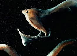 Tips, habitat, feeding, baits and more. How To Make A Waxy Deep Sea Fish Material Blender Stack Exchange