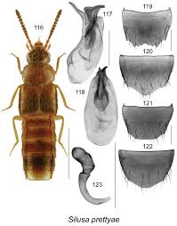 Image result for Loxodera bovonei